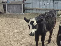 Taureau, Vache kazakhe à tête blanche — photo 2