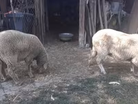 母羊, Sheep — 照片 5
