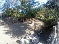 公山羊, Goats — 照片 6