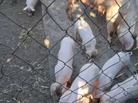 母猪, Pigs — 照片 1
