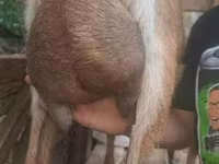 公山羊, Alpine goat — 照片 5