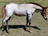 Kanca, Quarter Horse — 7. fotó
