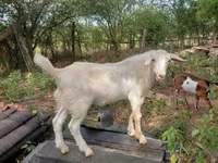Billy Goat, Nubian Goat — photo 7