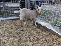 Goat, Goats — photo 2