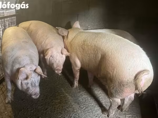 Pigs (batch, sex not specified),  — Hungary