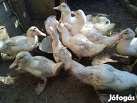 Ducks — photo 7