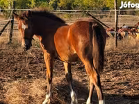 Mare, Haflinger — photo 2