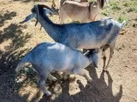 Billy Goat, Nubian Goat — photo 2