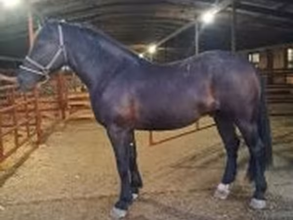 Hing, Nonius horse — Magyarország