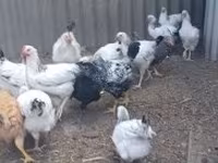 ससेक्स — फ़ोटो 2