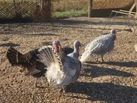 Turkeys — photo 1