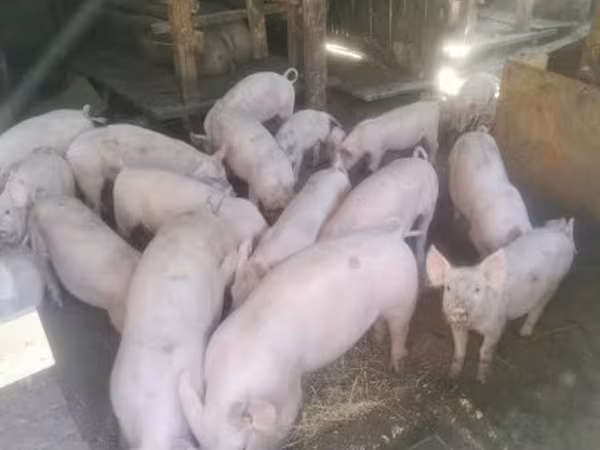 母猪, Pigs — 匈牙利