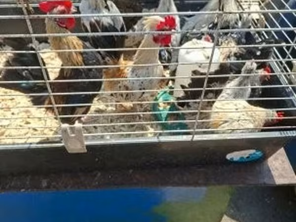 Dutch Bantam