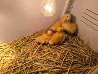 Ducks — Foto 2