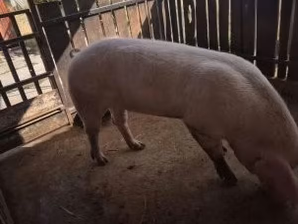 公猪, Pigs
