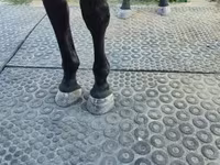 母马, Nonius horse — 照片 4