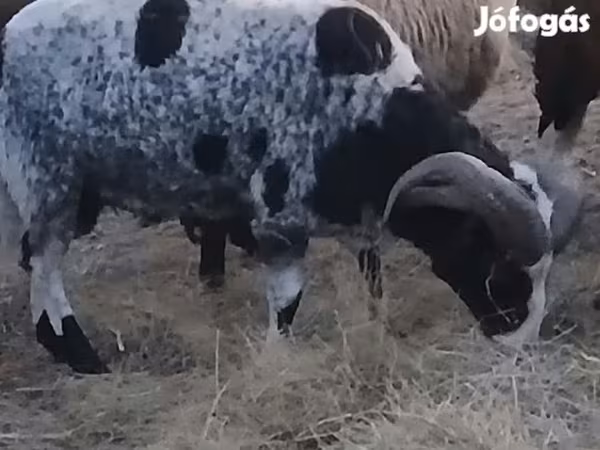Kos, Jacob's sheep — Magyarország