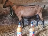 Bak, Alpine goat — 5. fotó