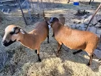 母羊, Cameroon sheep — 照片 5
