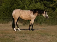 Égua, Quarter Horse — foto 1