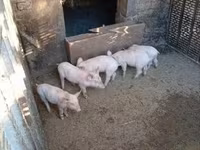 नर सूअर, सूअर — फ़ोटो 3
