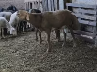 Beran, Arashan sheep — foto 1