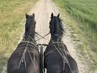 حصان, Friesian — الصورة 1