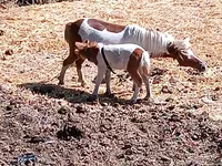 Kanca, Australian Pony — 1. fotó