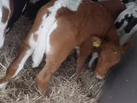 Bika, Simmental cattle — 7. fotó