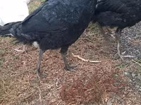 Turkeys — 照片 2