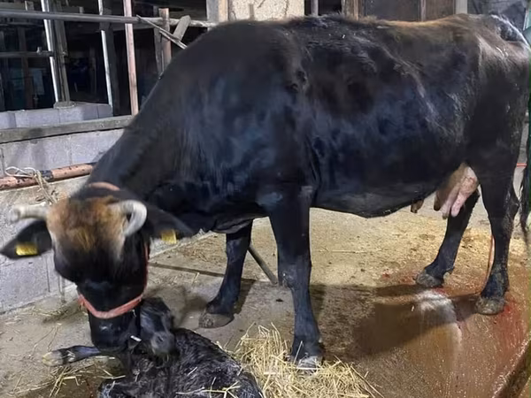 Krowa, Rasa alatauska