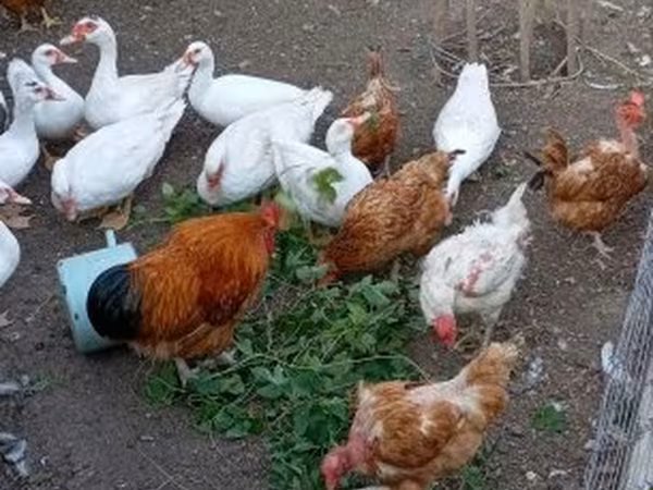Ducks — 匈牙利