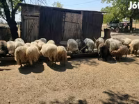 Kos, Racka sheep — 5. fotó