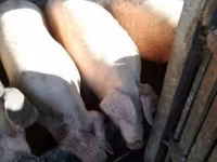 Pigs (batch, sex not specified), Крупная белая — photo 1