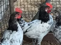Chickens — photo 1