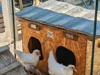 Chickens — photo 4