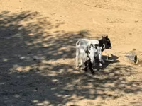 Koza, Dutch Landrace goats — foto 2