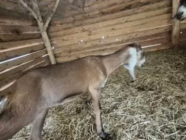 Nőstény kecske, Nubian Goat — Magyarország