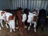 Býk, Simmental cattle — foto 8