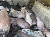 Sow, Pigs — photo 4