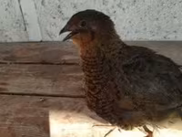 Quails — 4. fotó