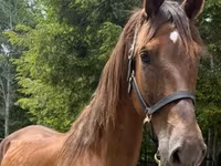 Kanca, Dutch warmblood horse — 1. fotó