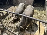 Қабан, Шошқалар — 1-сурет