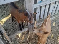 Cabro, Cabras — foto 3