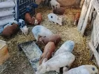 Schweine (Partie, Geschlecht nicht angegeben), Дюрок — Foto 1