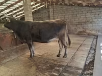 Tehén, Swiss cattle — 6. fotó