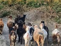 Goat, Damask goat — photo 6
