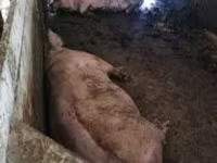 Pigs (batch, sex not specified), Pigs — photo 2