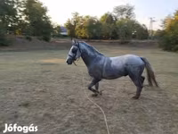 Hing, Lipizzaner — 1. fotó