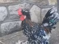 Chickens — फ़ोटो 3
